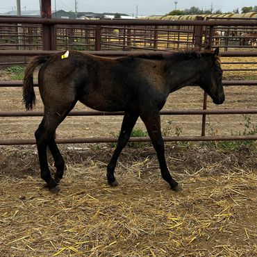 Dark brown foal walking in a fenced pen.