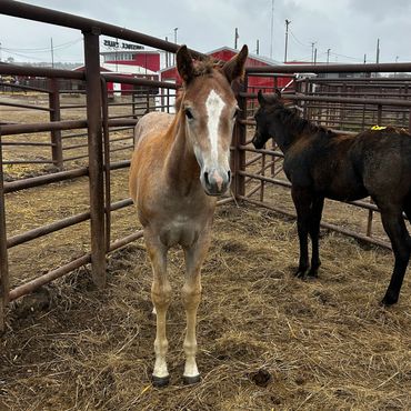 Two young horses in a fenced dirt area.