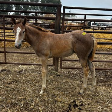 Young horse standing in a fenced area.