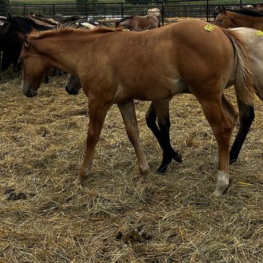 Young brown foal walking in a pen with other horses.