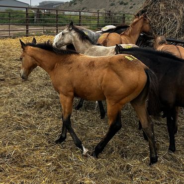 Group of horses in a fenced area with hay.