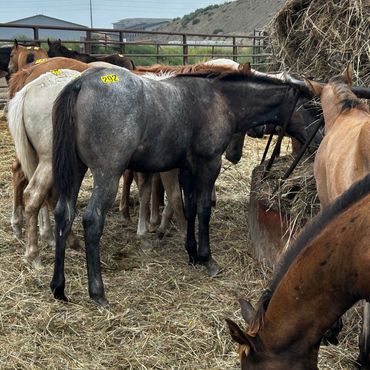 Group of horses eating hay in a fenced area.