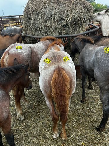 Tagged horses gathered around hay.