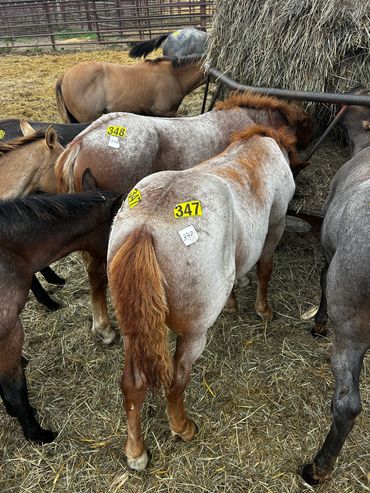 Group of horses with numbered tags feeding on hay.
