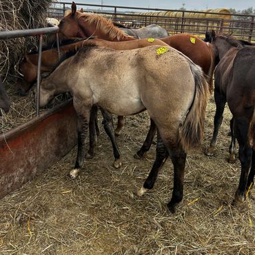 Group of horses feeding in a fenced pen.