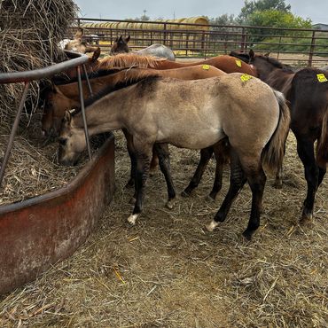 Horses eating hay in a fenced area.