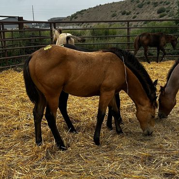 Horses grazing in a fenced enclosure.