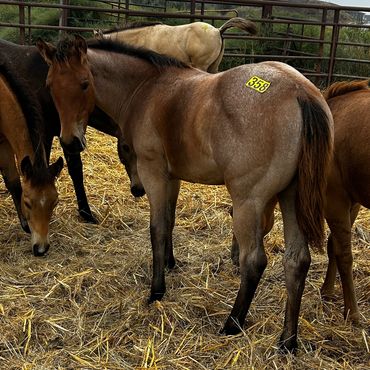 Group of young horses in a fenced area with a numbered tag on one.