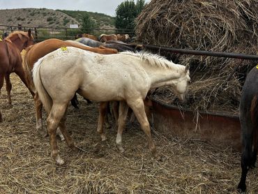 White horse eating hay among other horses.