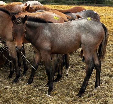 Group of tagged horses standing in a pen.