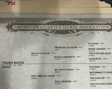 Certificate from American Quarter Horse Association for Tough Bucks.