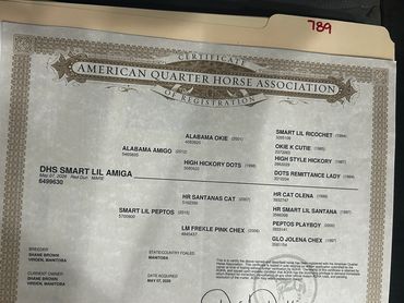American Quarter Horse Association registration certificate.