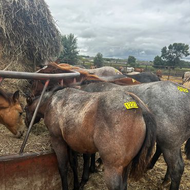 Group of tagged horses feeding.