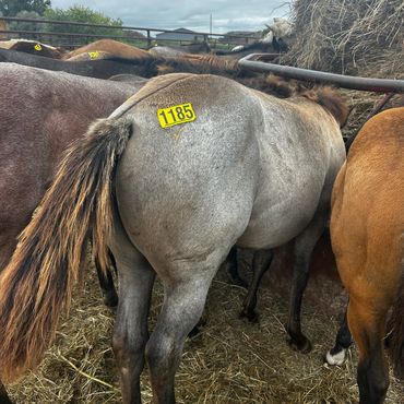 Close-up of a horse's rear with a yellow tag number 1185.