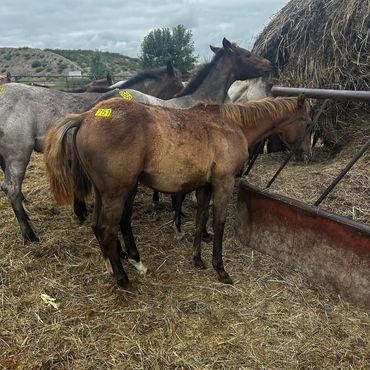 Three horses eating hay in a fenced area.