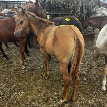 Young brown foal standing among horses in a barn.