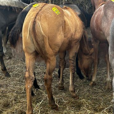Brown foal with a yellow tag numbered 789 on its back.