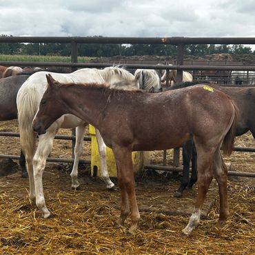 Young brown horse standing next to a white horse in a fenced area.
