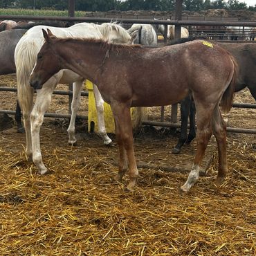 Young brown horse standing next to white horse in a pen.