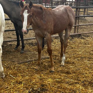 Young brown foal in a stable pen.