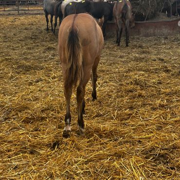 A brown horse walking away on straw.