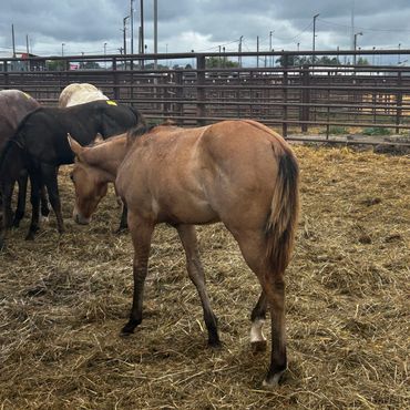Young horse standing in a muddy corral.