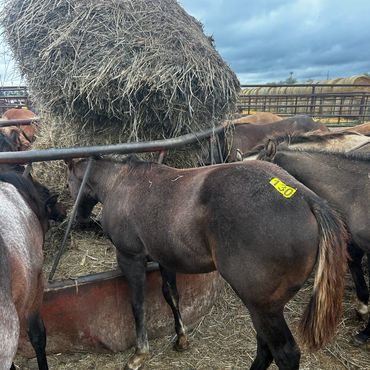 Horse with a yellow tag eating hay in a pen.