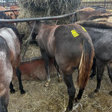 Horses with yellow tags eating hay in a fenced area.