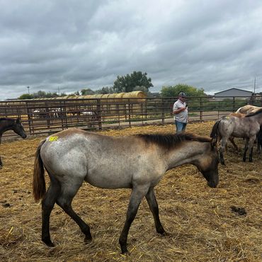 Young horse standing in a fenced pen under cloudy sky.