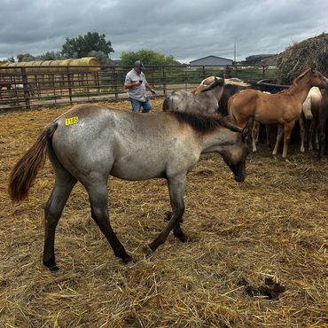 A foal with a tag walking in a farm enclosure.