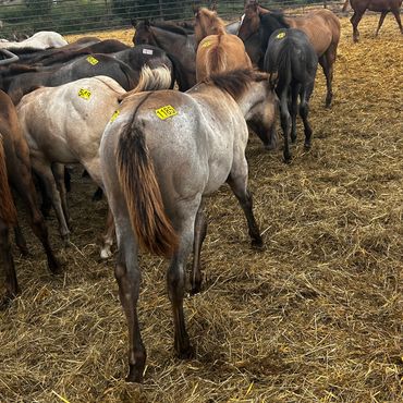 Horses with numbered tags in a fenced area.