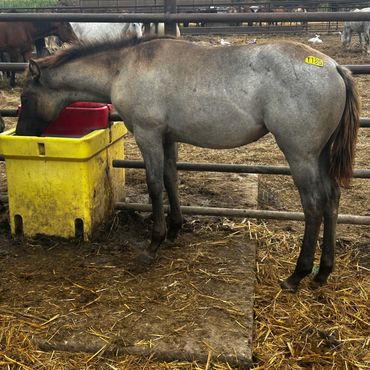 Horse drinking water in a stable.