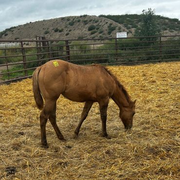 Brown horse with tag grazing in a fenced area.