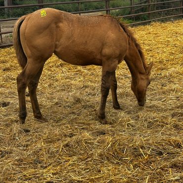 A young brown horse with a yellow tag grazing in a pen.