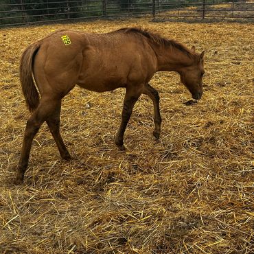Brown foal with tag in a pen.
