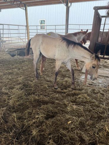 Two horses inside a barn.