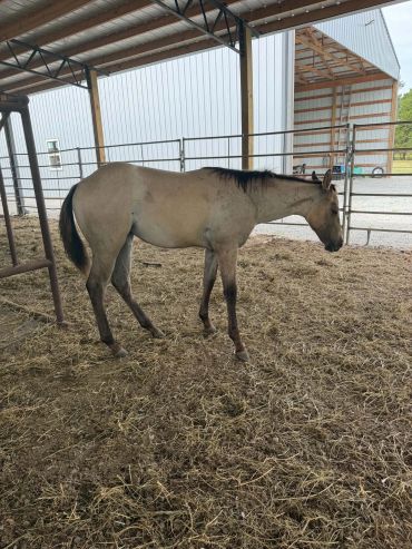 A horse standing inside a covered pen.