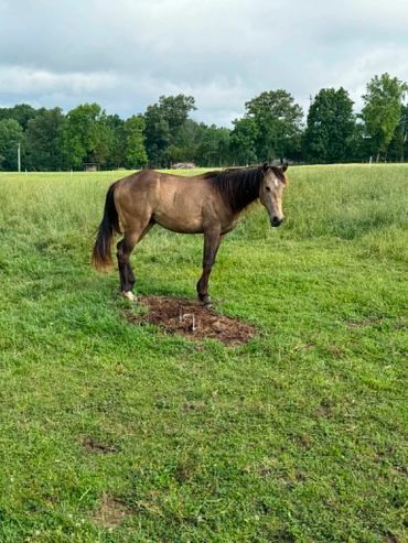 A brown horse standing in a green field with trees in the background.