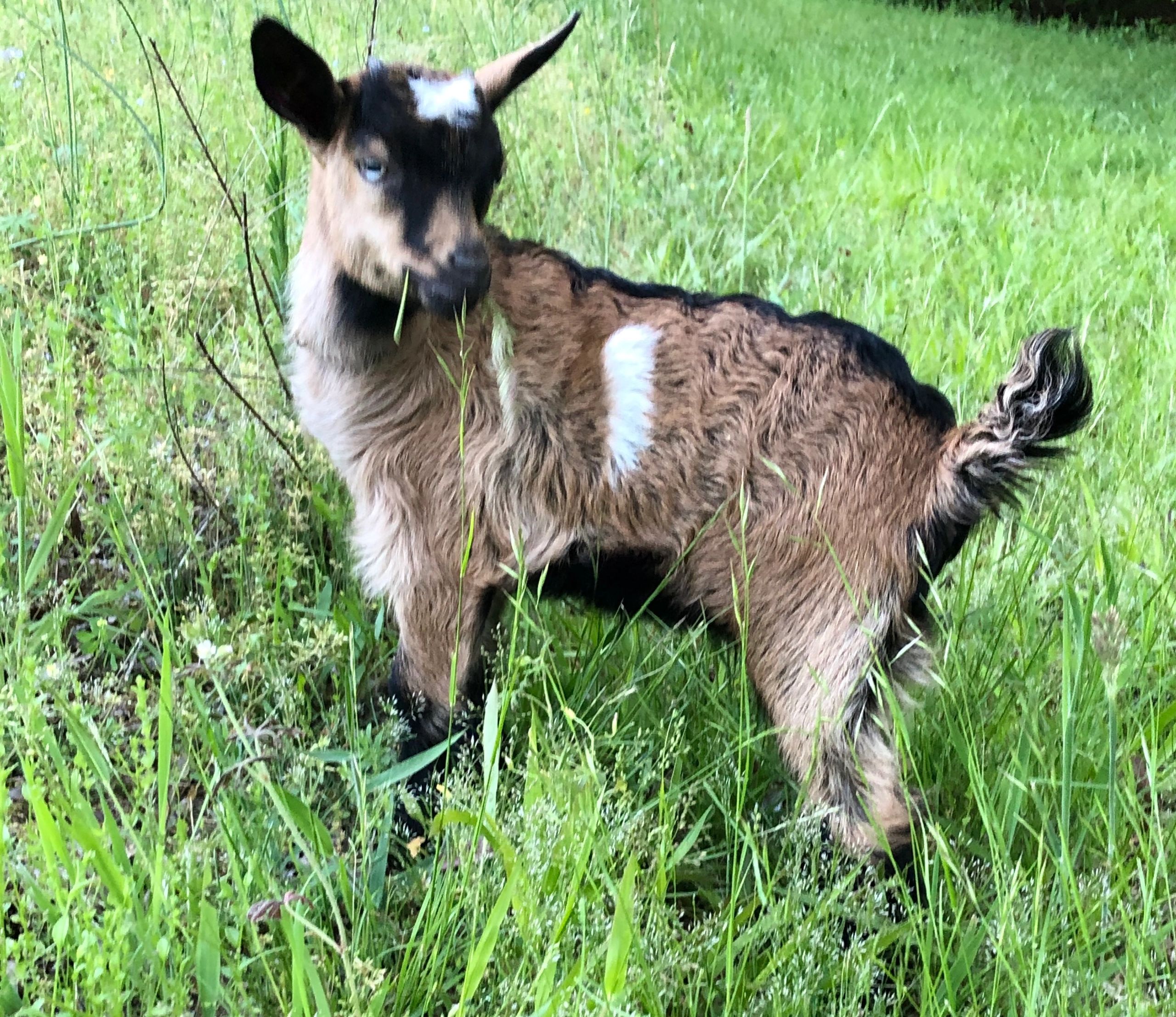 Bean and Bit Goat Rentals, LLC Home