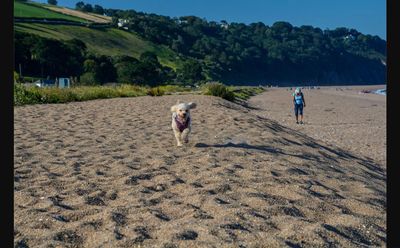 A dog running on the sand at Slapton Sands, South Devon