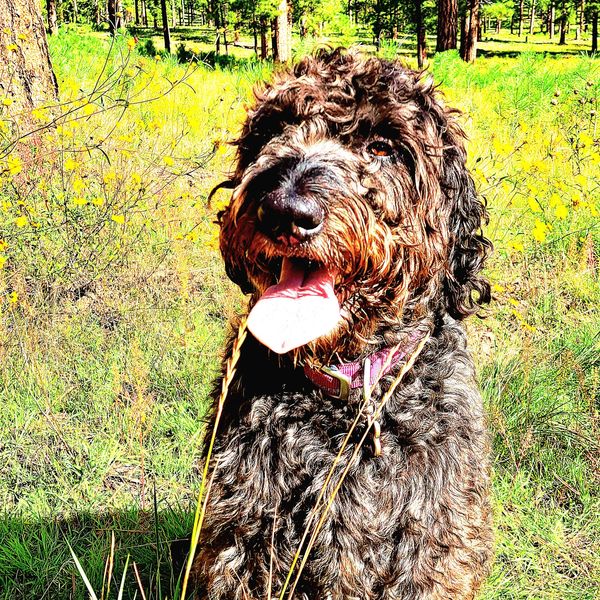 Dexter Doodle
Only Grand Canyon Day Hikes