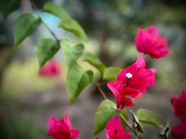 Close-up of vibrant pink bougainvillea flowers with green leaves.