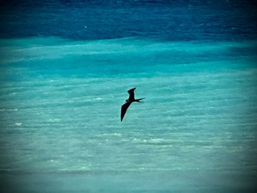 A solitary bird glides over vibrant turquoise ocean waters.