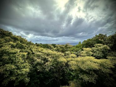 Overcast sky above dense green forest landscape.