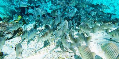 A picture of beautiful fishes in the river