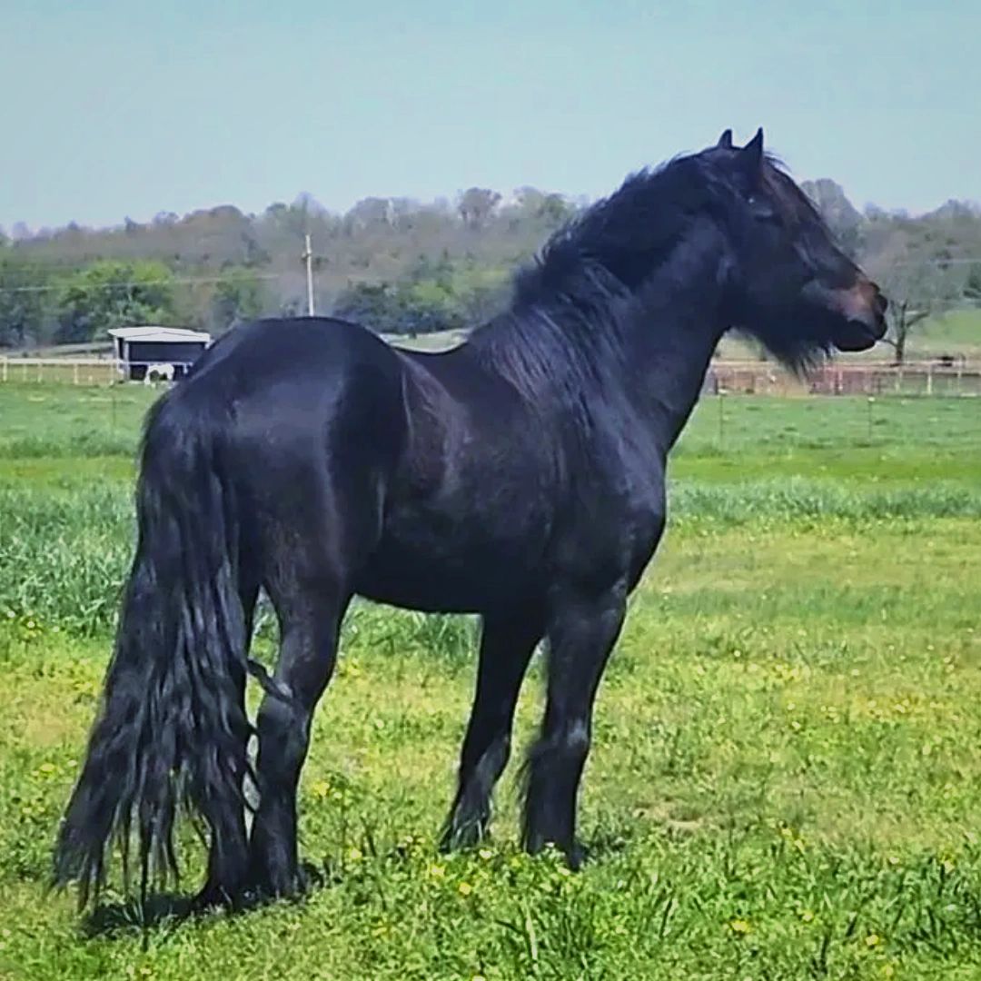 Fell Ponies, Quarter Horses, and Sport Ponies for Sale at Stonedragon Ranch