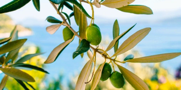 Olive Tree in Lebanon