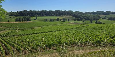 Lush green vineyard under a clear blue sky.