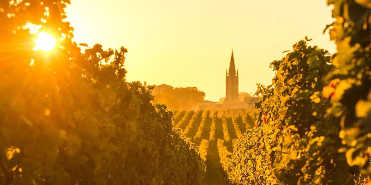 Golden sunset over vineyard rows with a distant church steeple.