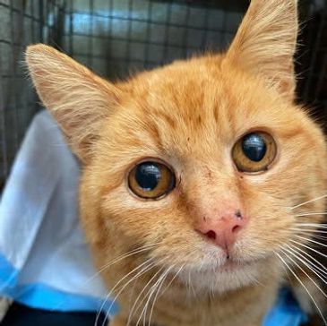 Close-up of an orange tabby cat with large, expressive eyes.